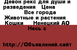 Девон рекс для души и разведения › Цена ­ 20 000 - Все города Животные и растения » Кошки   . Ненецкий АО,Несь с.